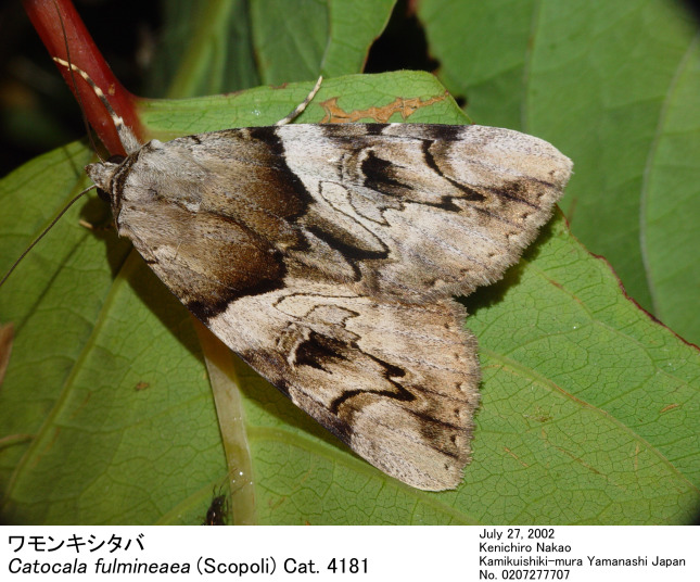 Catocala_fulmineaea_0207277707.jpg