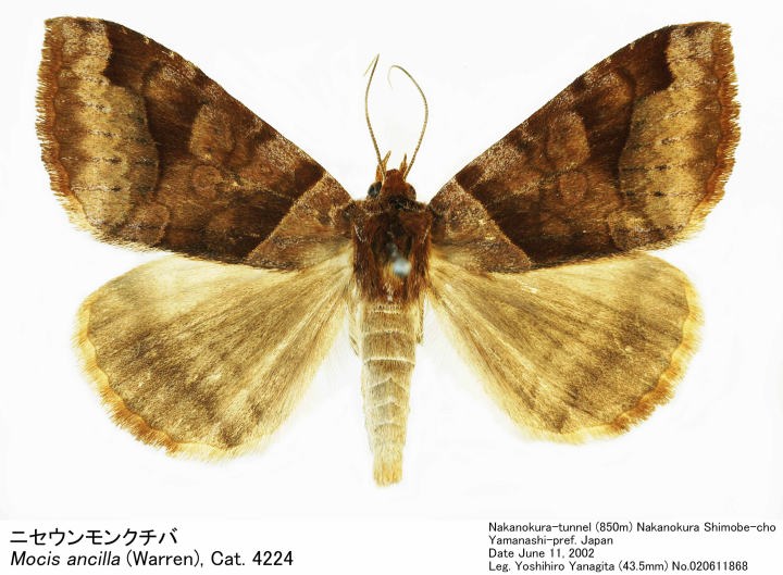 チャールトンウスバ原亜種　雌 ガルドネリ】と【チャペウエンシス】の違いまとめ