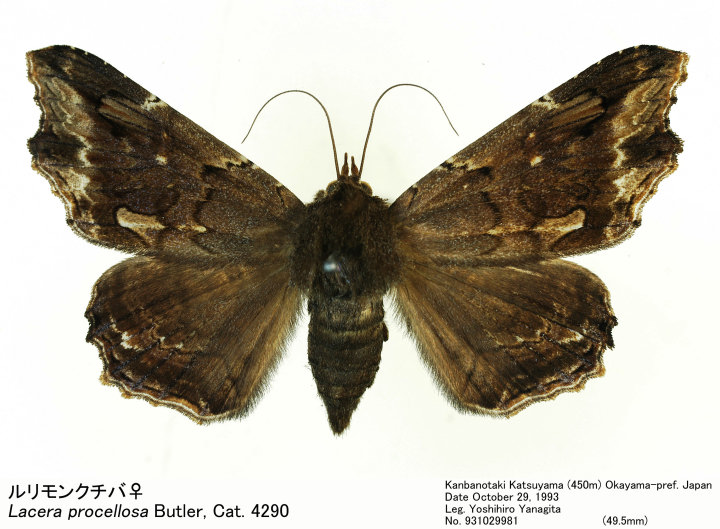 Lacera_procellosa_931029981.jpg