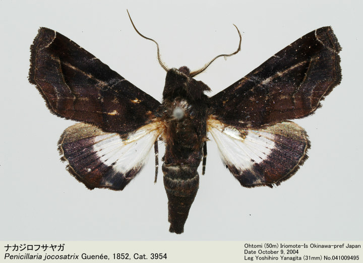 Penicillaria_jocosatrix_041009
