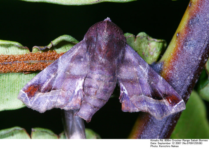 Penicillaria_jocosatrix_070912