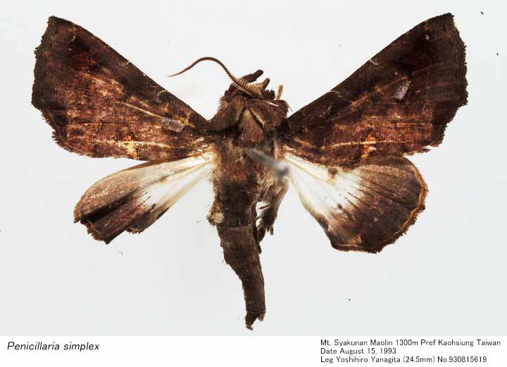 Penicillaria_simplex_930815619.jpg