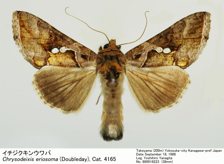 Chrysodeixis_eriosoma_88091822