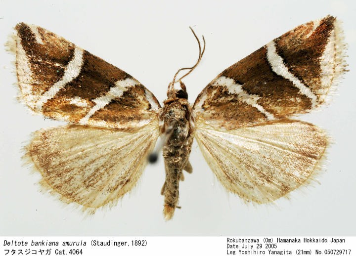 Ａ　ｂｏｒｂｏｌｅｔａ　ｅ　ａ　ｔａｒｔａｒｕｇａ/新世研/リリアナ・ヤコカ（大型本） A borboleta e a tartaruga/新世研