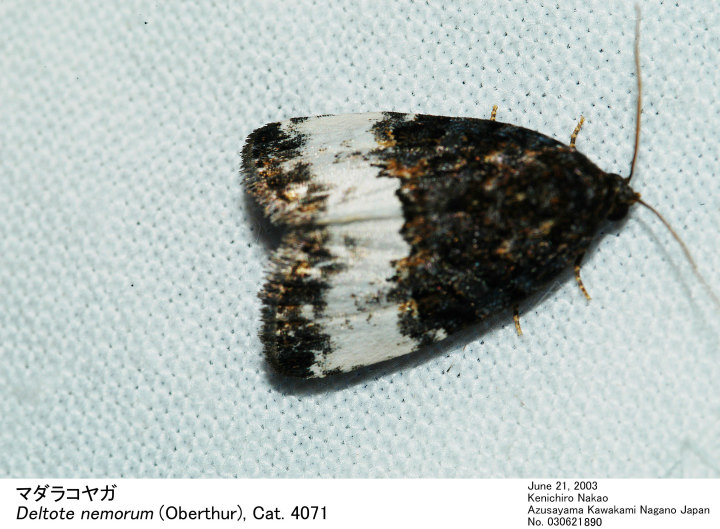 Deltote_nemorum_030621890.jpg
