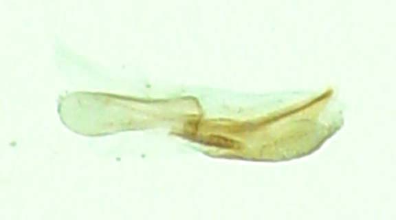Agg.JPG