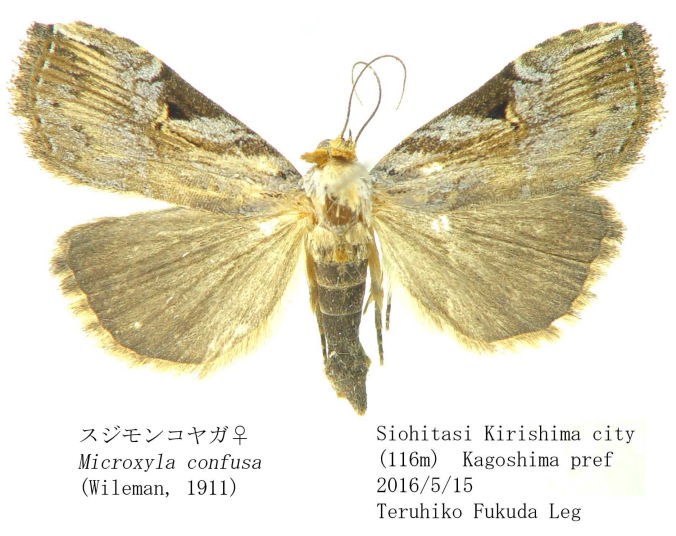 Microcyphus Rousseaui 希少金色 ウニ 殻 Microshells: Cyclophorus turgidus angulatus リュウキュウヤマ