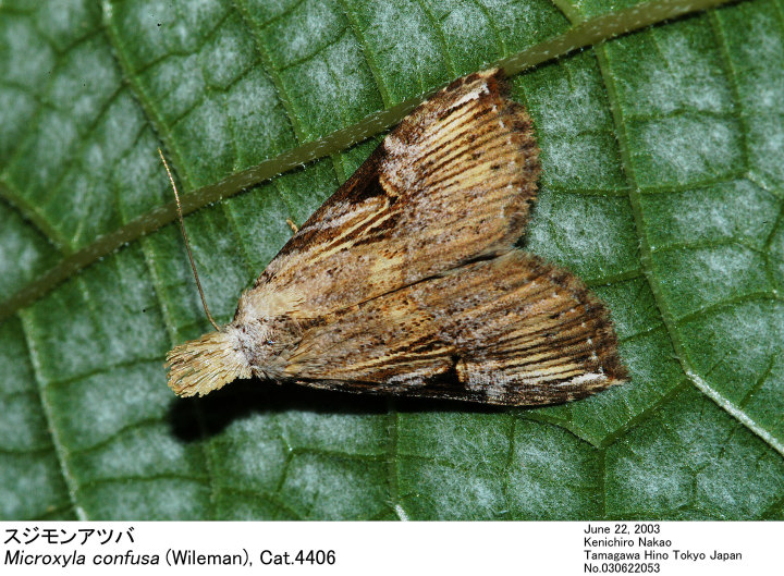 Microxyla_confusa_030622053.jpg