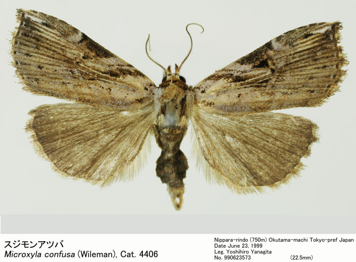 Microxyla_confusa_990623573.jpg