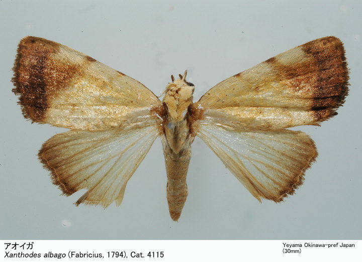 Xanthodes_albago_036.jpg