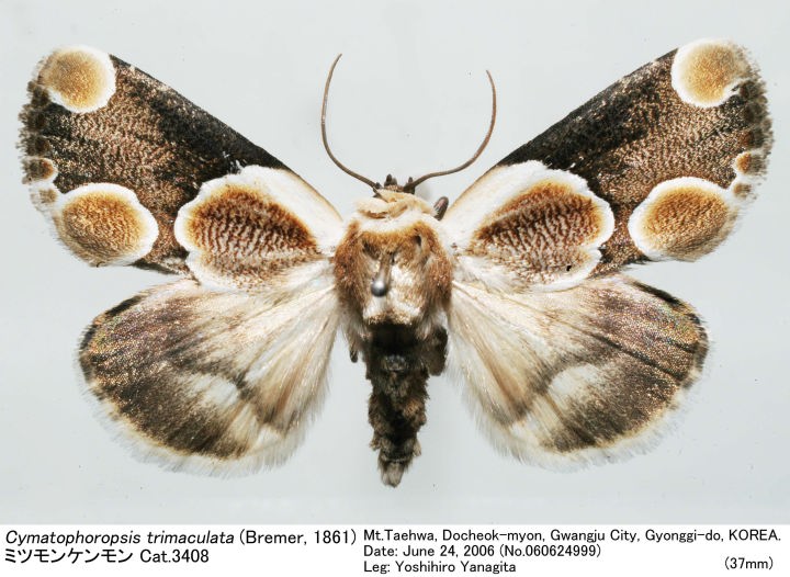 MONSTOCK!! カネゴン MONSTOCK!! カネゴン