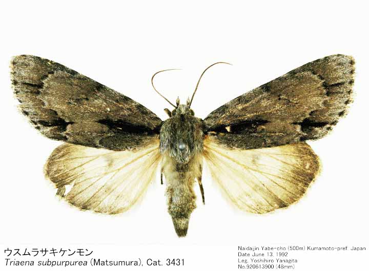 Triaena_subpurpurea_920613900.jpg