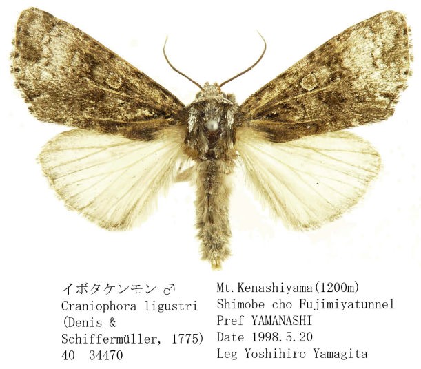 日本の鱗翅類 系統と多様性 917uQCOjLiL._UF350,350_QL80_.jpg