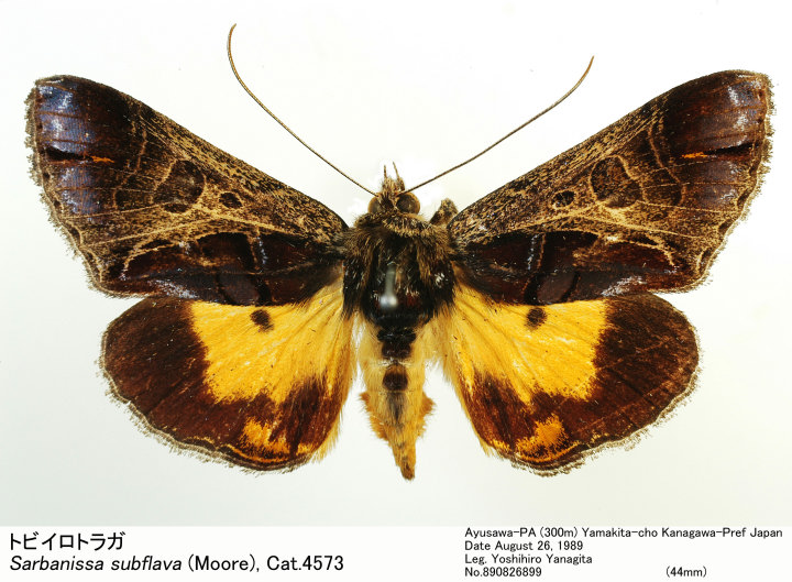 Sarbanissa_subflava_890826899.jpg