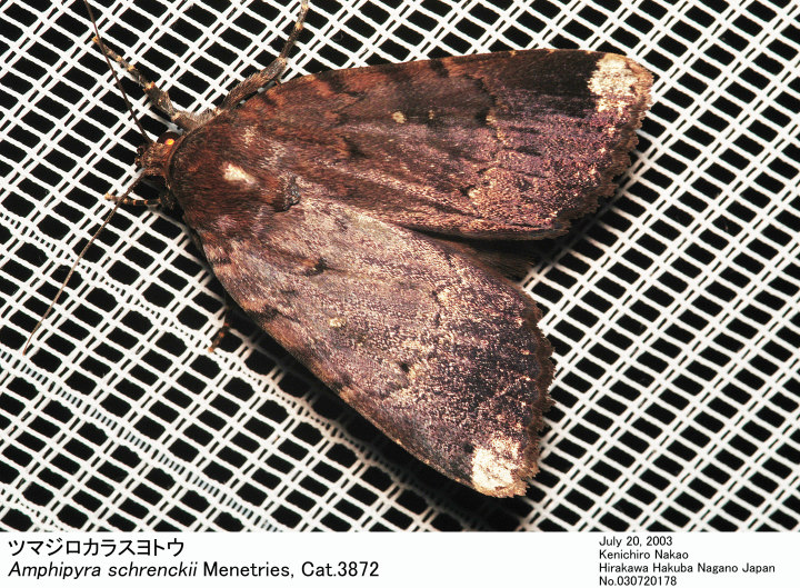 P.mericurius（1オス、中国青海省マチン山） マリンシューズ メンズ 通販 靴 シューズ スニーカー 運動靴