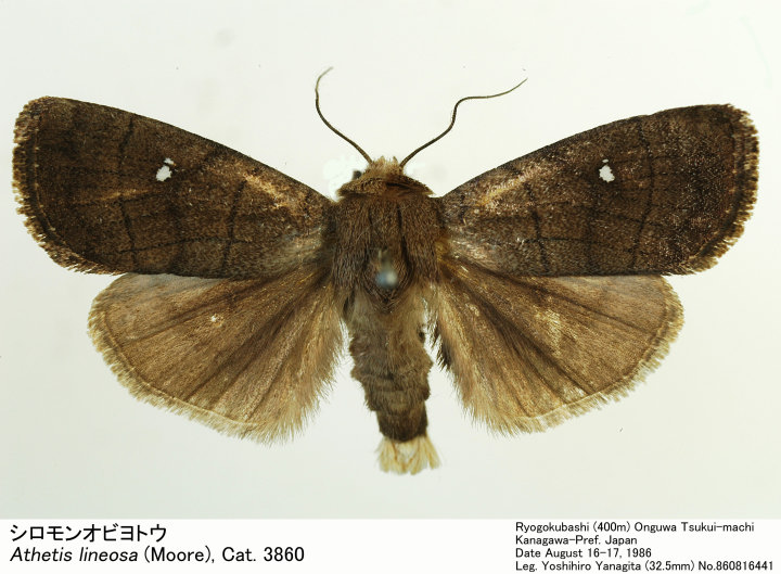 Athetis_lineosa_860816441.jpg