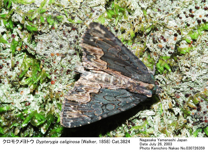 Dypterygia_caliginosa_03072635