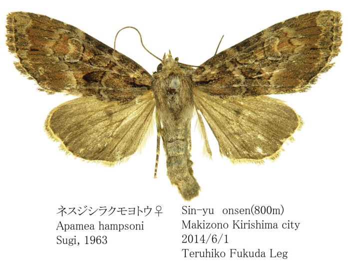 鳥類学 ニューカレドニアズクヨタカ - Wikipedia