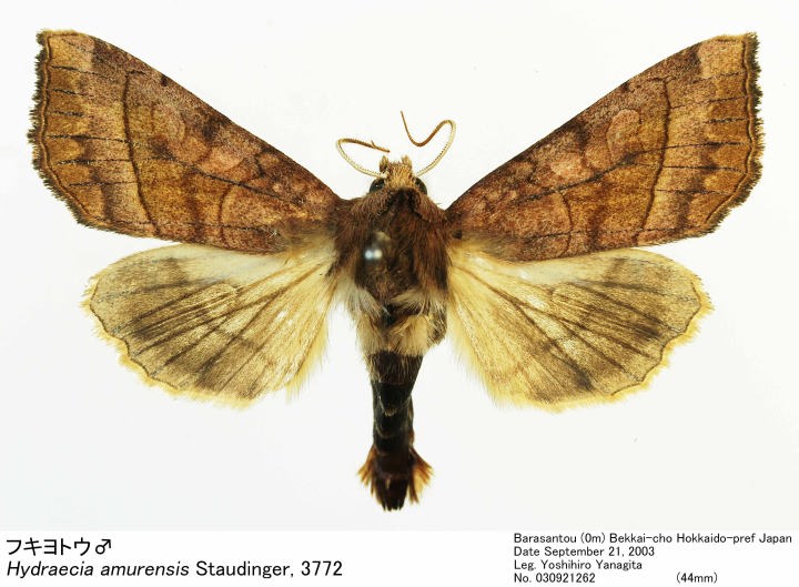 42種：激レア蝶含む亜種・変異種・局所生息固体 42種：激レア蝶含む亜