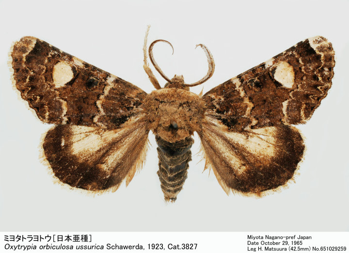 Oxytrypia_orbiculosa_651029259.jpg