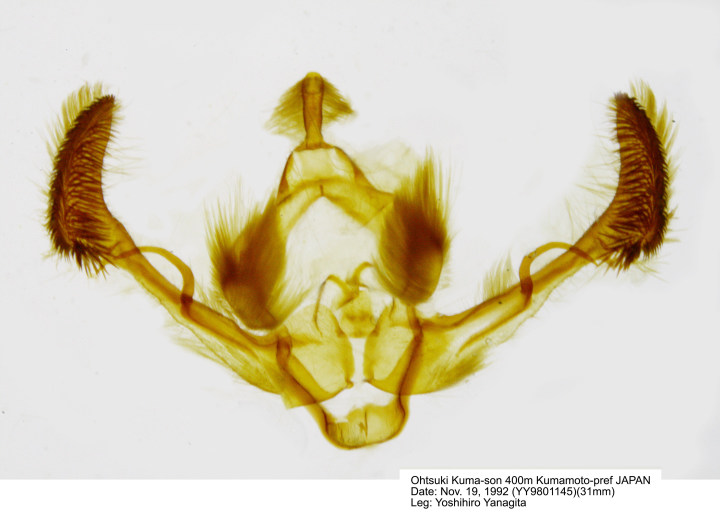 Microcyphus Rousseaui 希少金色 ウニ 殻 Microshells: Cyclophorus tigrinus ジグザグヤマタニシの仲間?