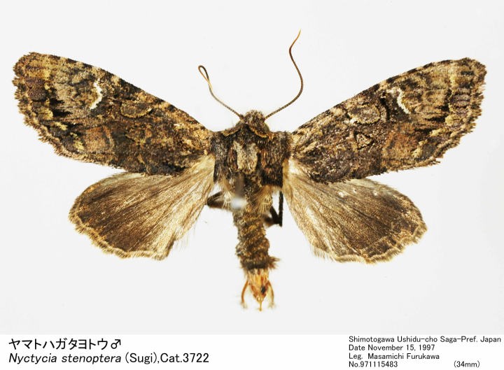 Nyctycia_stenoptera_971115483.jpg