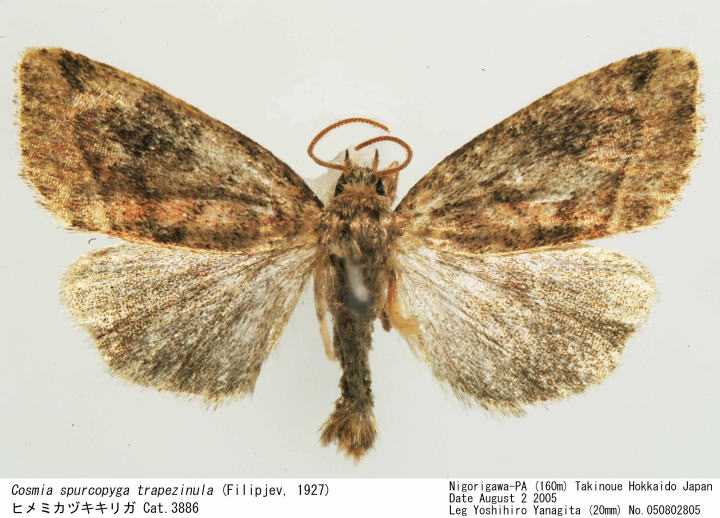 Cosmia_spurcopyga_050802805.jpg