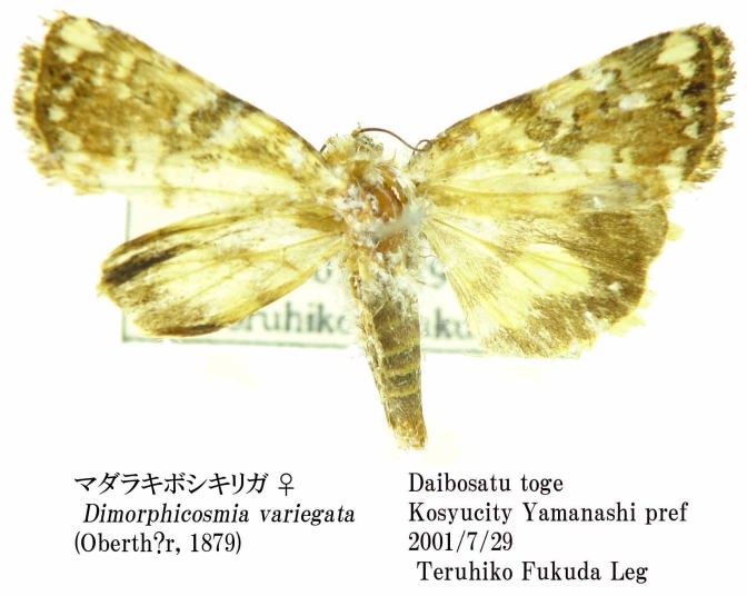 CF010729.jpg