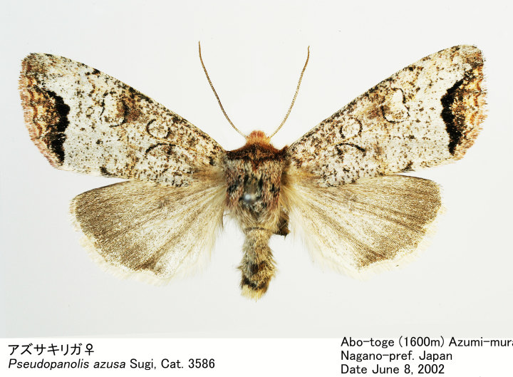 Pseudopanolis_azusa_020608034.jpg