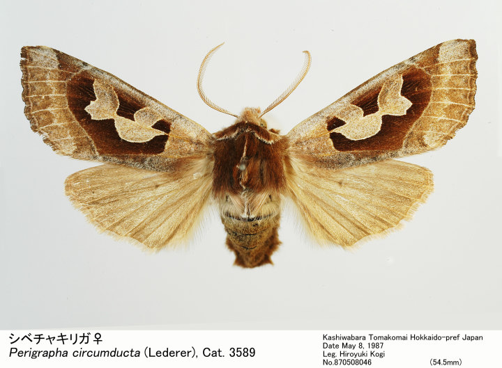 Perigrapha_circumducta_8705080