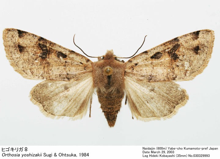 Orthosia_yoshizakii_030329993.jpg