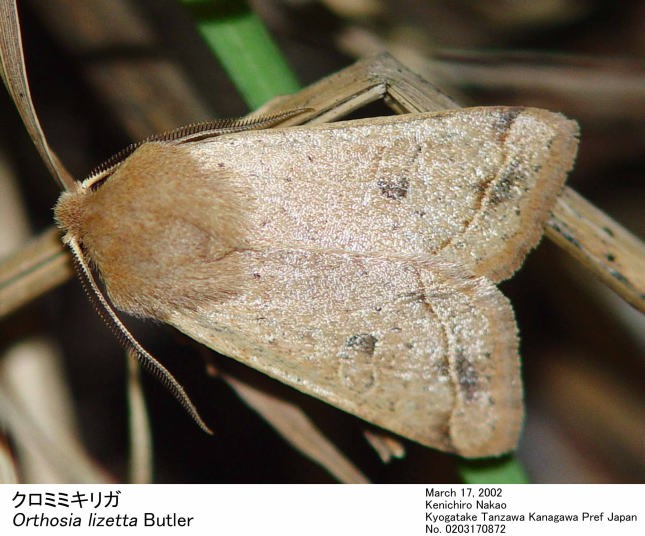 Orthosia_lizetta_0203170872.jpg