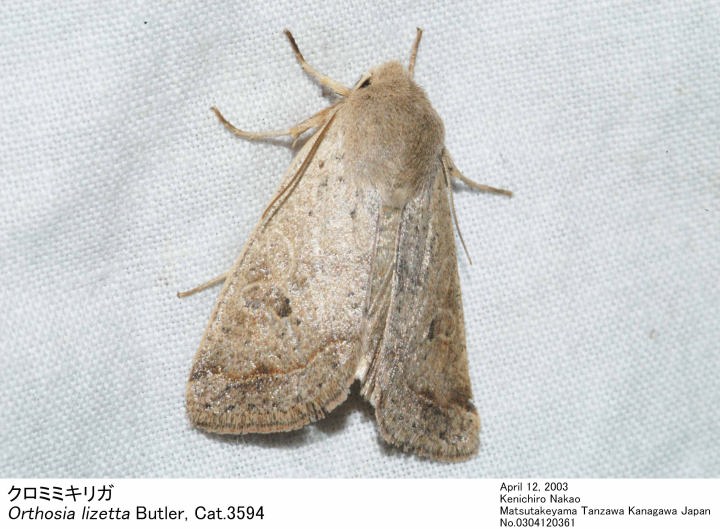 Orthosia_lizetta_0304120361.jpg