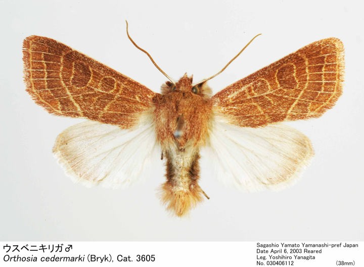 Orthosia_cedermarki_030406112.jpg