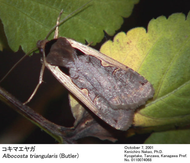 Albocosta_triangularis_0110074