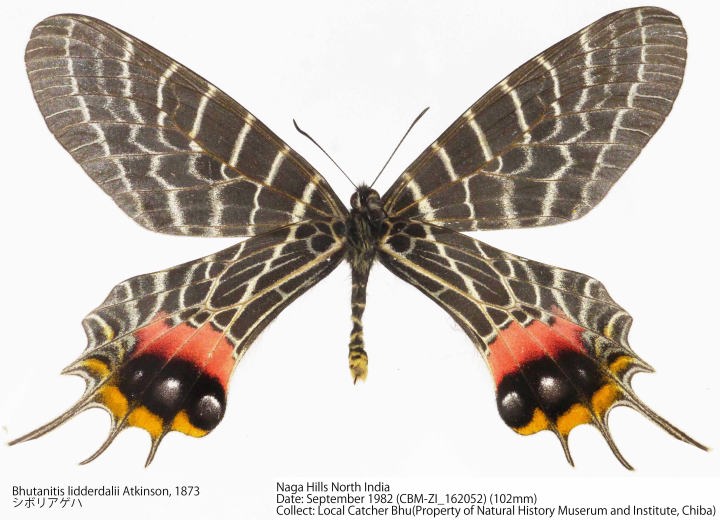 CBM-ZI_162052u.jpg