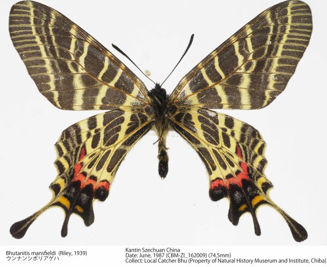 蝶々標本　bhutanitis thaidina(シボリアゲハ)　中国 蝶々標本 bhutanitis thaidina(シボリアゲハ) 中国