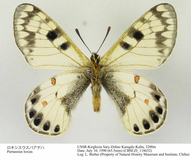 CBM-ZI_118632u.jpg