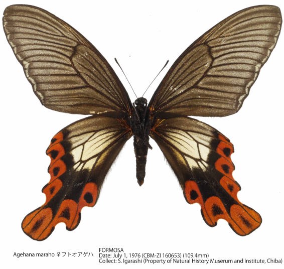 ☆蝶 標本 台湾産 フトオアゲハPapilio agehana maraho♂ 採集品☆