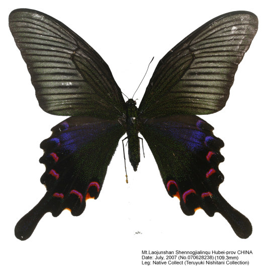 Papilio polyctor 蝶 標本 Kashmir産 Papilio_bianor_070701382B.jpg
