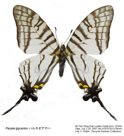 Pazala_glycerion_070701201.JPG
