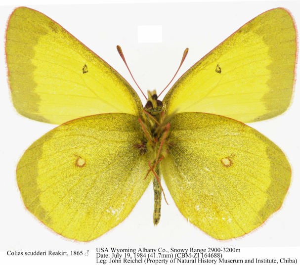 Colias scudderii Reakirt, 1865