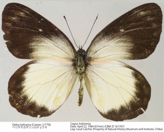 CBM-ZI_161767.jpg