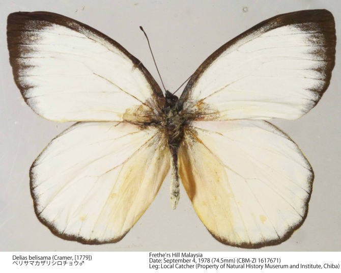 CBM-ZI_1617671.jpg