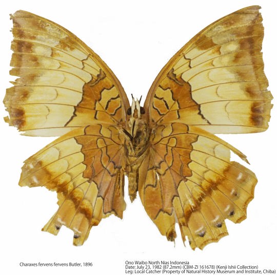 Charaxes fervens Butler, 1896