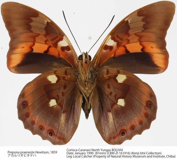 標本 Peru Prepona praeneste 84mm Prepona praeneste Purple Red - Framed Butterfly Taxidermy