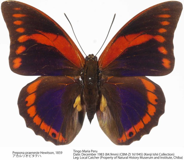 ペルー産　プレポナ　86mm 蝶標本 サンダナパルスアグリアス・ムラサキルリオビタテハ