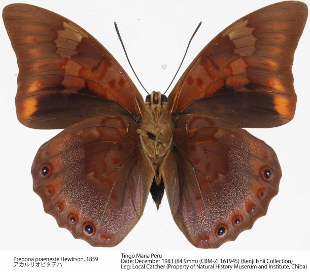 標本 Peru Prepona praeneste 84mm Prepona praeneste confusa F A1