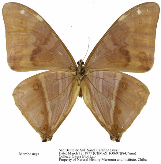 CBM-ZI_160697u.jpg