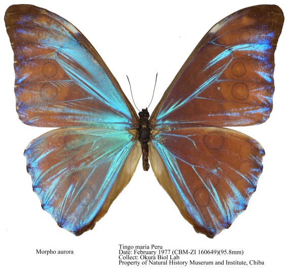 CBM-ZI_160649.jpg